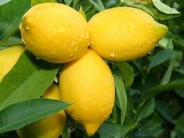 lemons2 Lemons As An Appetite Suppressant